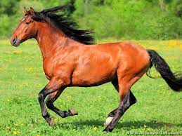 chevaux.jpg