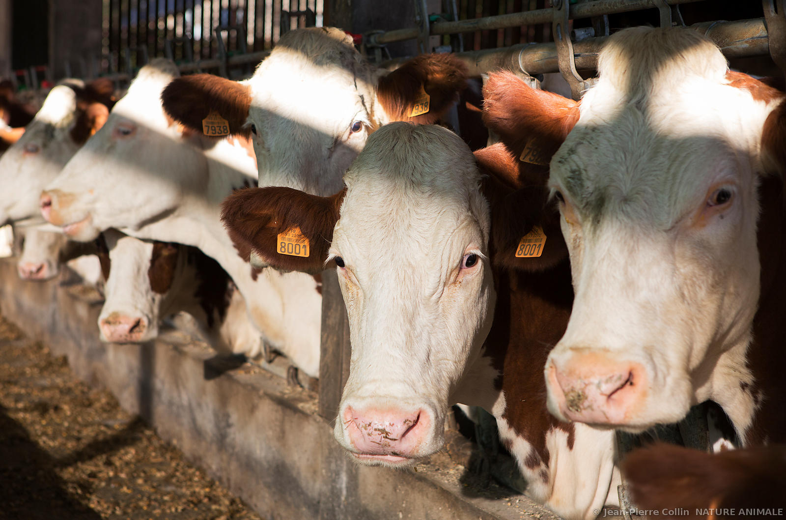 elevage-vaches-laitieres-13_uxga.jpg